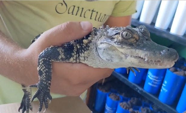 The Long Lake alligator found swimming over Fourth of July weekend will now stay in a reptile sanctuary in Michigan.