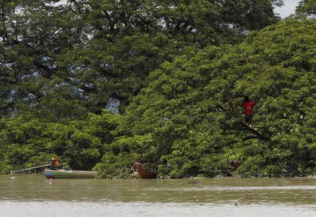 A man uses a tree with his family as a temporary shelter in a flooded village at Kalay township at Sagaing division, August 2, 2015. REUTERS/Soe Zeya Tun