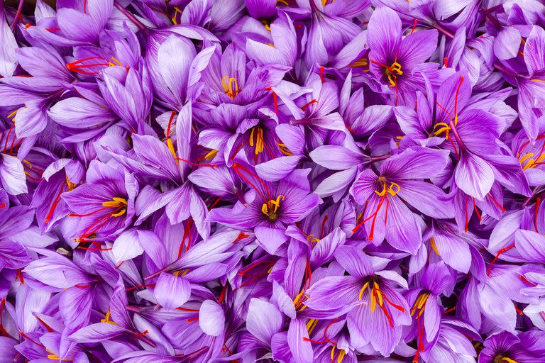 Saffron flowers. Violet petals of saffron blossom close view.