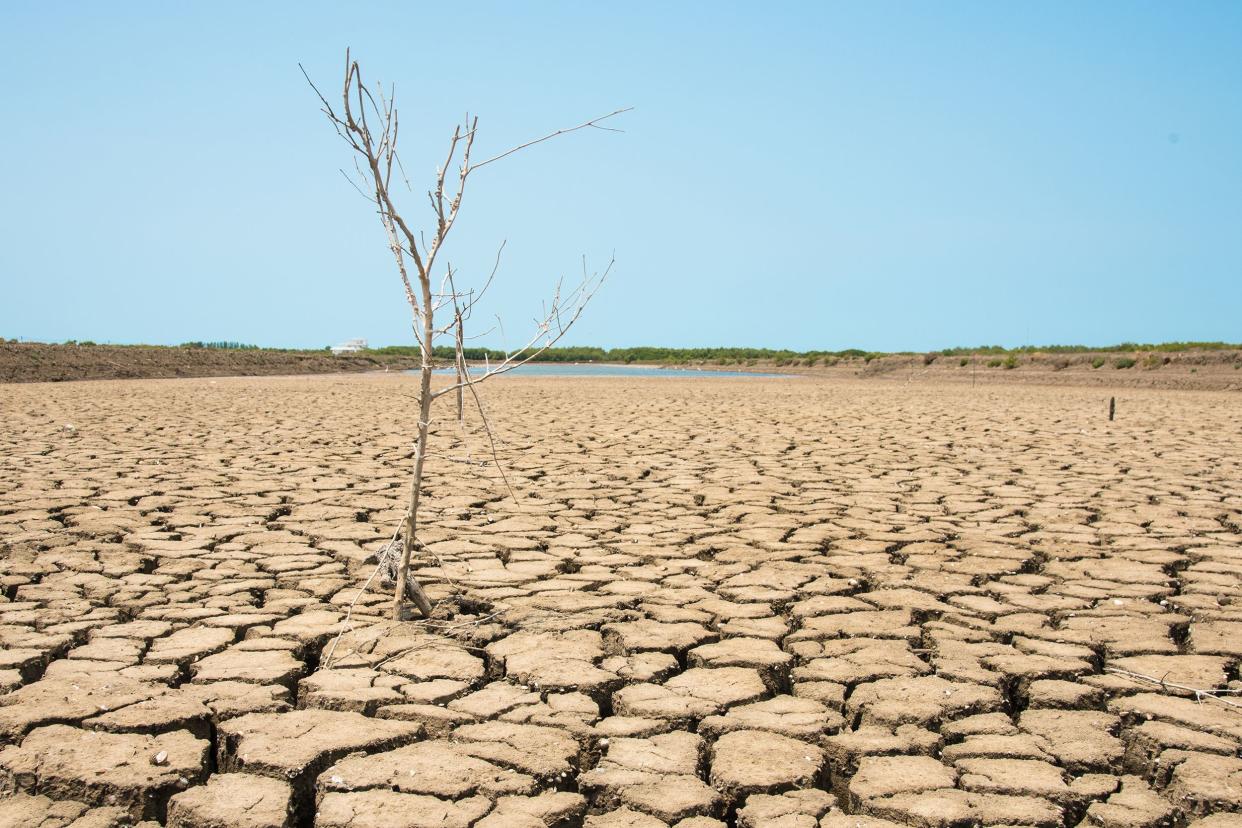 cracked earth and dead trees of the Salton Sea