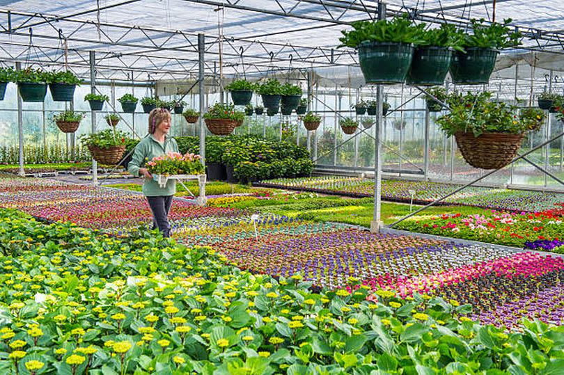 Plants at a garden centre