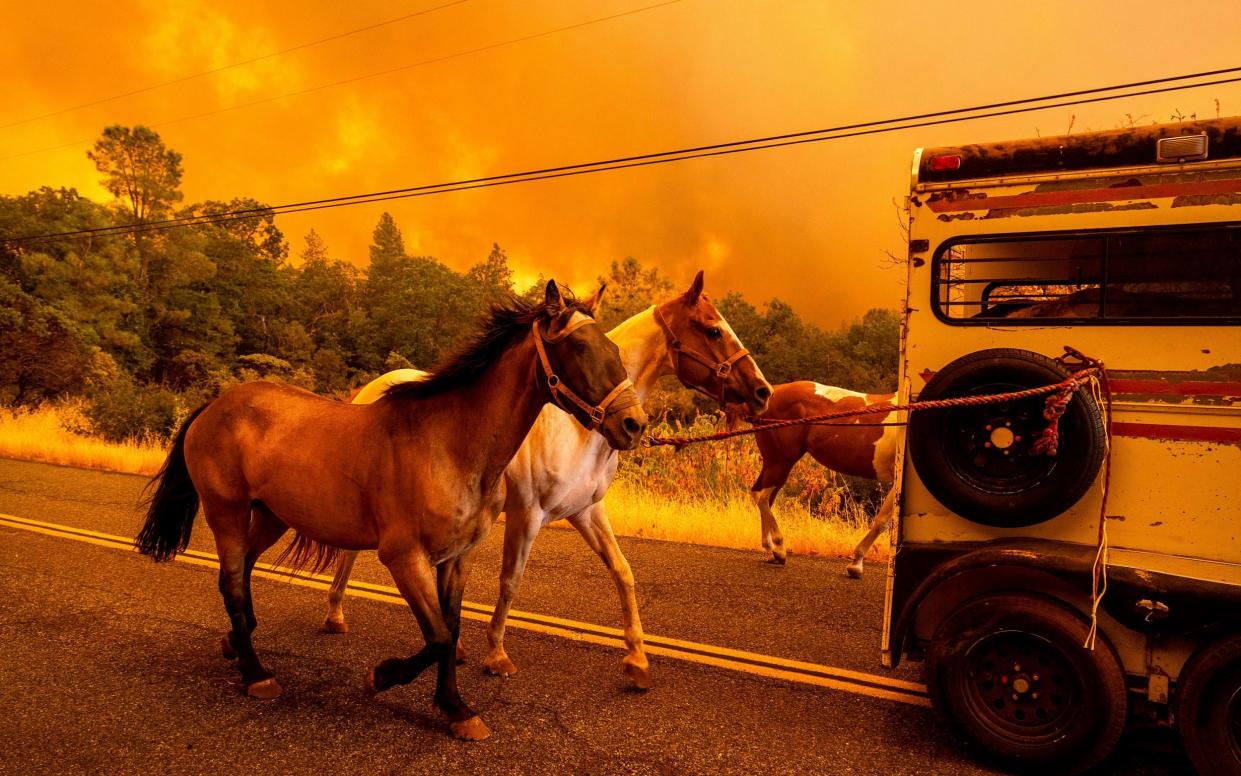 Horses are evacuated as the Park Fire tears though the Cohasset community in Butte County, California