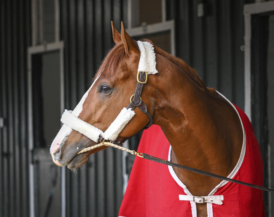 Kentucky Derby winner Mage looks around after arriving at Pimlico Race Course early Sunday, May 14, 2023 to prepare for this weekend's Preakness Stakes. (Jerry Jackson/The Baltimore Sun via AP)