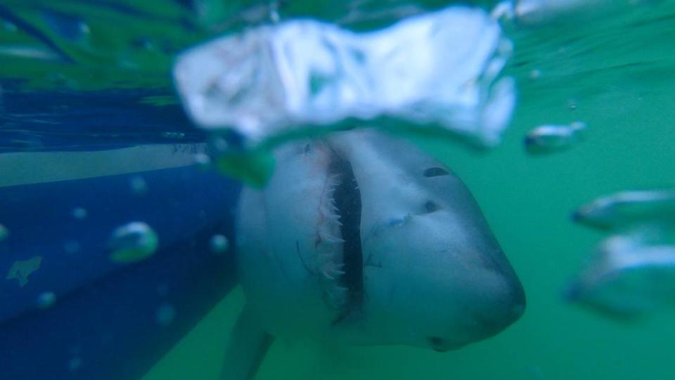 Around 9 years old and under 1,000 pounds, a great white shark is pictured underwater a few miles from Hilton Head Island on Monday, March 28, 2022.