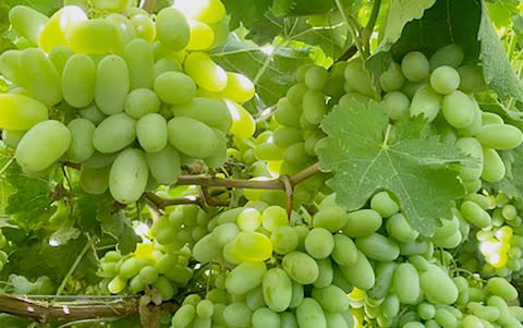 Grapes, Seedless (Green, Large Pack) - The Buyer's Market Foodshop