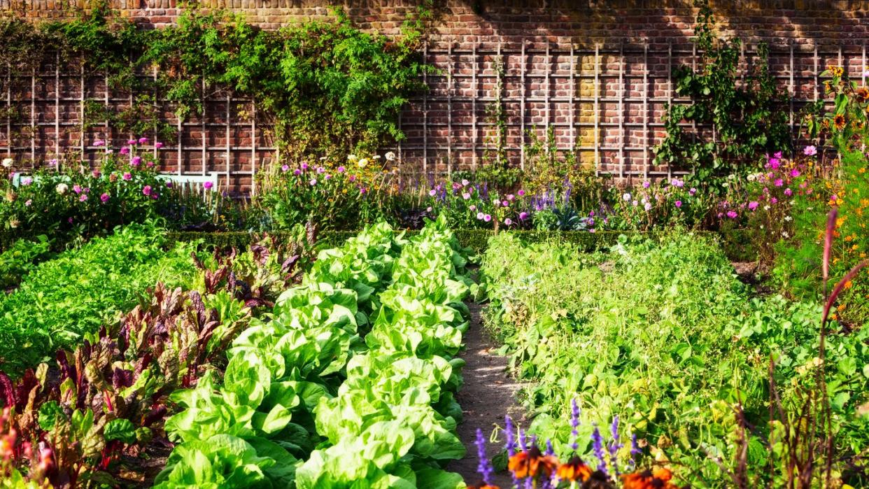 vegetable garden