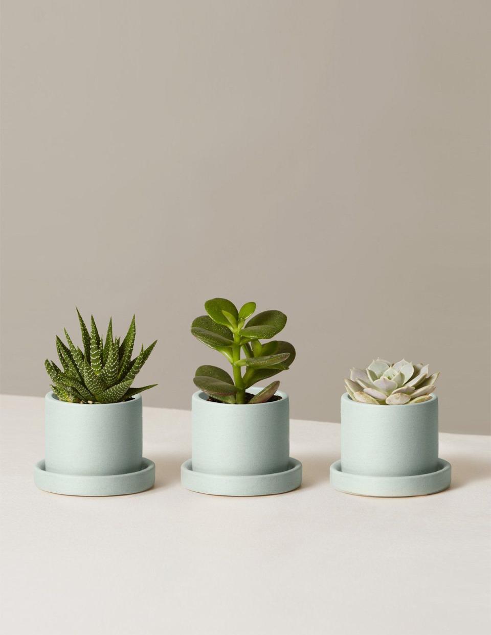 12) Succulent Trio