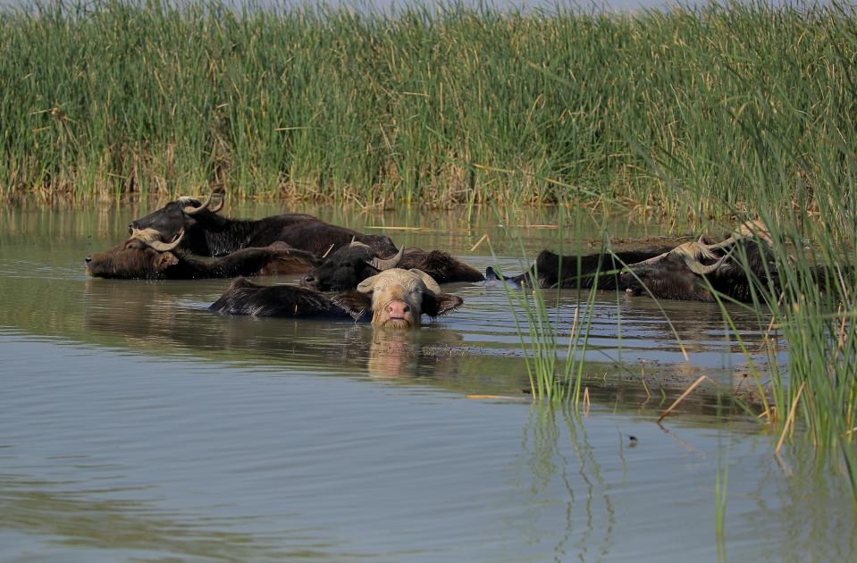 Water buffalos wade in the waters of the marshes after feeding on grass in the area Chibayish, Iraq, Saturday, May, 1, 2021. Deep within Iraq's celebrated marsh lands, conservationists are sounding alarm bells and issuing a stark warning: Without quick action, the UNESCO protected site could all but wither away. (AP Photo/Anmar Khalil)