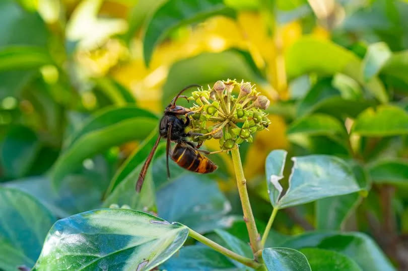 Asian hornet.