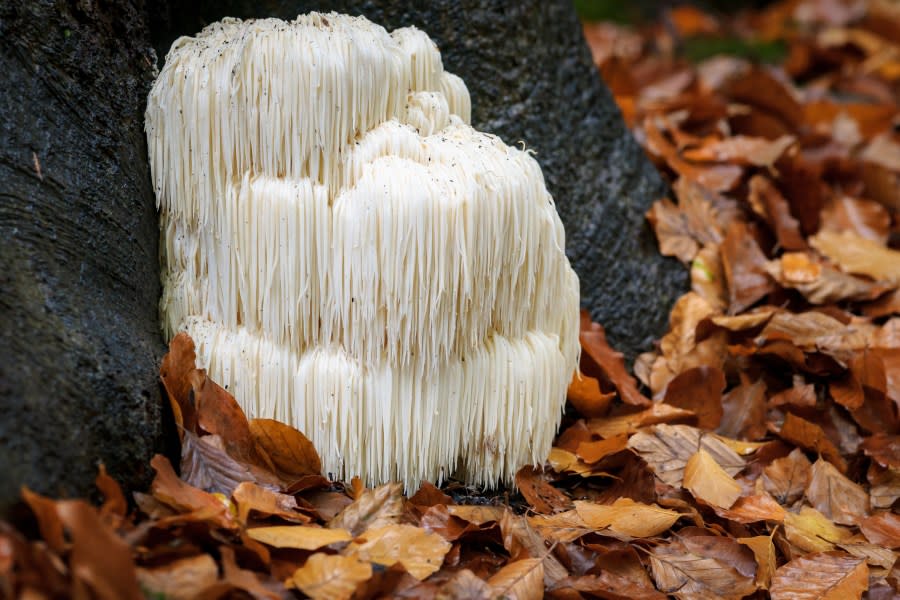 The more rare of the mushrooms found inside Yosemite National Park is the Lion’s Mane.