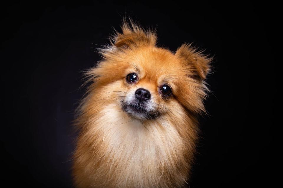 German Spitz