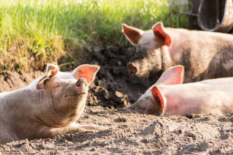 食藥署闢謠澄清，沒有活體豬進口屠宰的狀況。（示意圖／翻攝自pixabay）