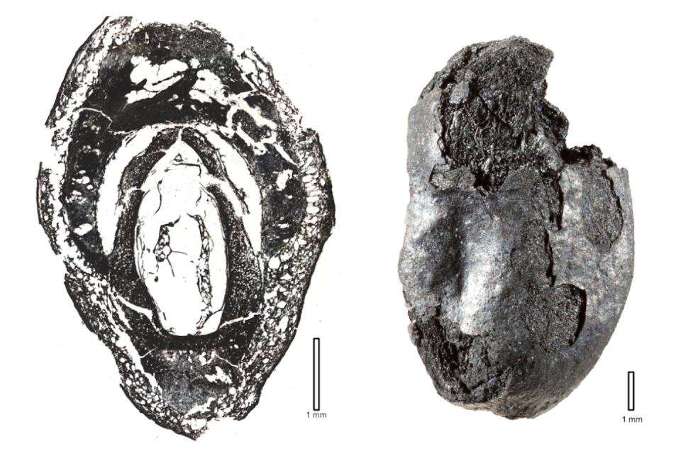 Fossile de fruit d’<em>Anacardiaceae du genre _Cyrtocarpa</em>_, à droite. La lame mince présentée à gauche permet de distinguer la graine en blanc au centre, le noyau qui l’entoure en noir, et, sur la périphérie, les cellules blanches et allongées montrent la pulpe du fruit. Un représentant de la famille moderne est la mangue. <a href="https://www.journals.uchicago.edu/doi/10.1086/723841" rel="nofollow noopener" target="_blank" data-ylk="slk:Cédric Del Rio, MNHN;elm:context_link;itc:0;sec:content-canvas" class="link ">Cédric Del Rio, MNHN</a>, Fourni par l'auteur