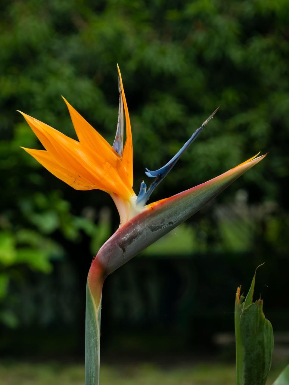 crane flower or bird of paradise strelitzia reginae