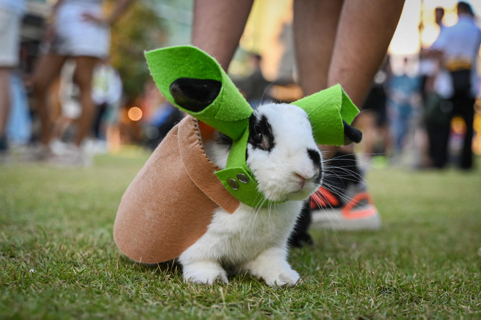 A rabbit wears a Yoda costume in Manila.