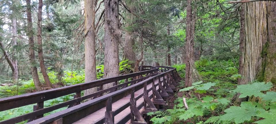 The Ancient Forest/Chun T'oh Whudujut Park is an inland cedar rainforest east of Prince George pictured here on Sept. 1, 2021.