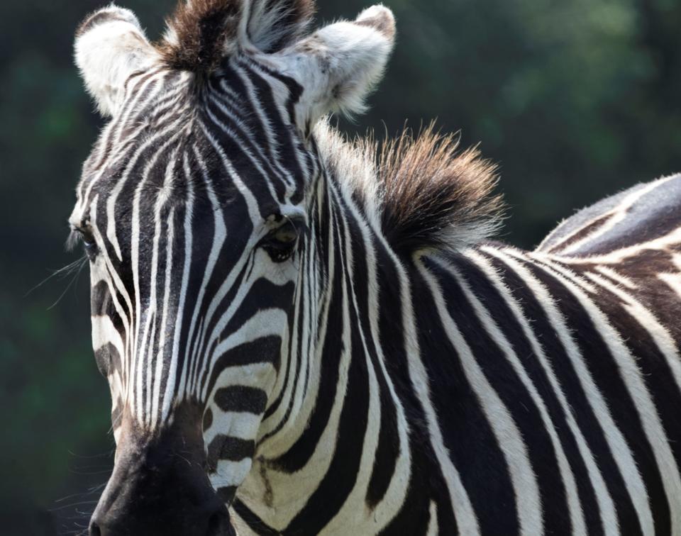 A close up of a zebra.