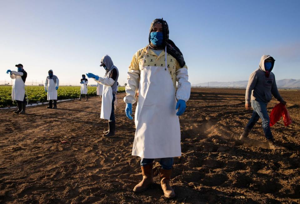 <div class="inline-image__caption"><p>Farm laborers from Fresh Harvest arrive early in the morning to begin harvesting in Greenfield, California. They practice social distancing, and use masks, gloves, hair nets and aprons.</p></div> <div class="inline-image__credit">Photo by Brent Stirton/Getty Images</div>