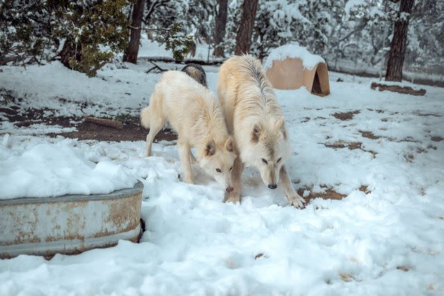 <p>Katie Forbis at Wild Spirit Wolf Sanctuary</p> Nesta and Cassian the wolfdogs in their shared enclosure at Wild Spirit Wolf Sanctuary