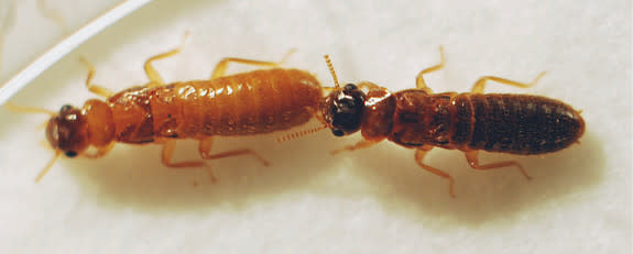 A male Asian termite (right) and female Formosan termite (left) mating together.