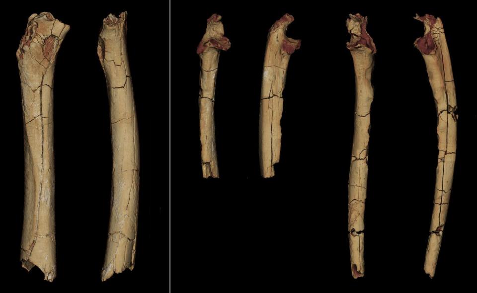 Modelos digitalizados en 3D de los tres huesos de las extremidades del TM 266 atribuido a Sahelanthropus tchadensis (a la izquierda, el fémur en vista posterior y medial a la derecha, los dos cúbitos en vista anterior y lateral) Franck Guy/Palevoprim (CNRS & Université de Poitiers) / MPFT, Author provided