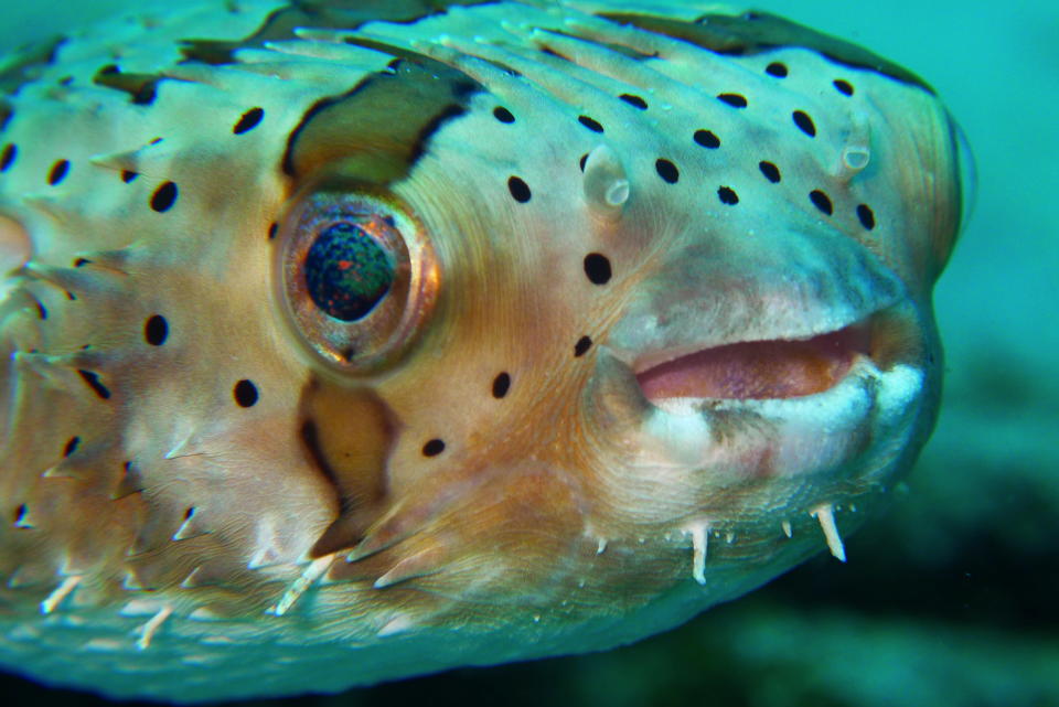 This Common Puffer Fish, spotted in Pulau Redang, Malaysia, is adorable. It looks as if he's smiling at us. :)