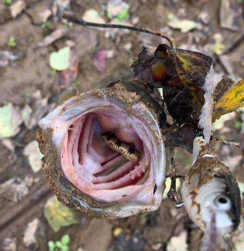 釣客在魚口中發現一條小蛇。（圖／翻攝自Tennessee Wildlife Resources Agency臉書）
