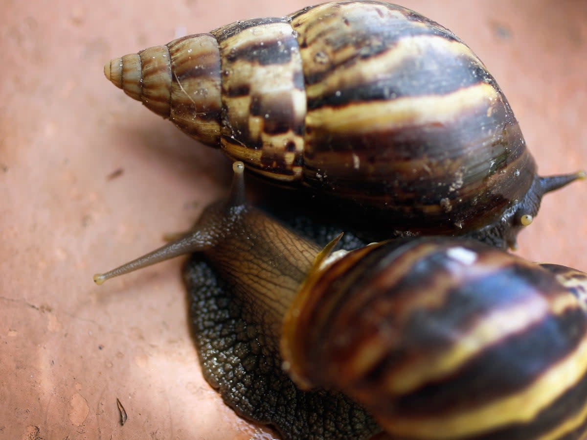 Giant African land snails (Joe Raedle/Getty)