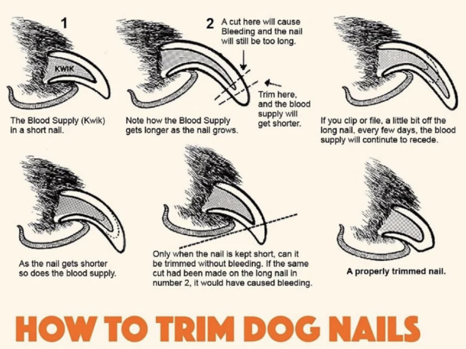 "How to Trim Dog Nails"