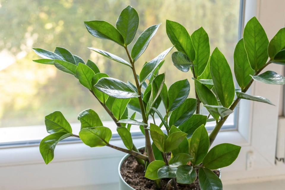 Zamioculcas with green leaves. Home plants, indoor garden, urban jungles. Home plant in the window