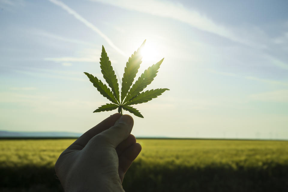 A hand holds a marijuana leaf up to the sun overhead in front of green farmland below.