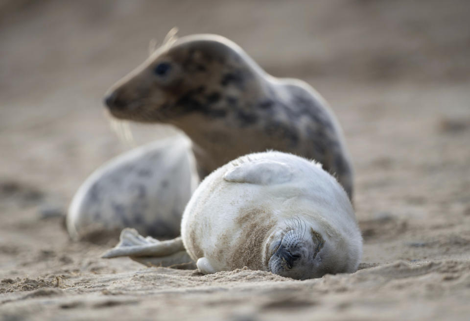 A grey seal and her pup on the beach at Horsey Gap in Norfolk, England, Sunday Jan. 10, 2021.  A group monitoring the seals in the national park on England's east coast have recorded over 2000 seal births this season, with police patrolling the area to deter visitors during the current coronavirus lockdown. (Joe Giddens/PA via AP)