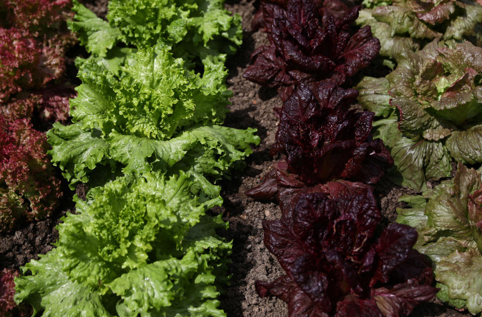 Lettuce varieties are displayed at the RHS Chelsea Flower Show in London, Britain May 21, 2017. REUTERS/Neil Hall