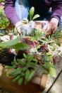 <p>Every year on the first Sunday in February, the city of Brighton and Hove hosts Britain’s largest community seed swap.</p><p>While the practice of swapping seeds is an old one, it's a sustainable practice that has never been more important considering the growing issue of climate change. The widespread use of genetically uniform modern crop varieties has caused crops to lose about <a href="http://www.fao.org/3/y5609e/y5609e02.htm" rel="nofollow noopener" target="_blank" data-ylk="slk:75% of their genetic diversity in the last century;elm:context_link;itc:0;sec:content-canvas" class="link ">75% of their genetic diversity in the last century</a>. </p><p>At Seedy Sunday you'll find a huge seed swap table where you can donate and swap seeds which helps to promote biodiversity, preserve rare plant varieties and works out to be less costly than buying seeds in spring. You'll also experience an impressive line-up of speakers, a marketplace and plenty of children’s activities too.<br></p><p><strong>Seedy Sunday (2 February 2020)</strong></p><p>Tickets starting from £3</p><p><a class="link " href="https://seedysunday.org/" rel="nofollow noopener" target="_blank" data-ylk="slk:MORE INFO;elm:context_link;itc:0;sec:content-canvas">MORE INFO</a><br></p>