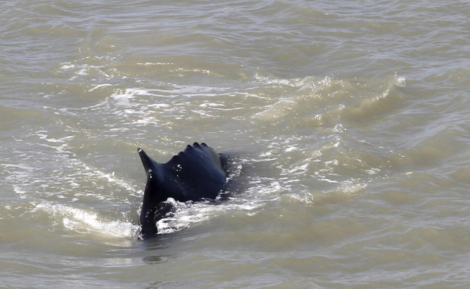 In this photo provided by the Northern Territory Government, a humpback whale swims in the East Alligator River in the Kakadu National Park in Australia's Northern Territory, on Sept. 10, 2020. Whales have never been seen before in the East Alligator River in the Northern Territory's World Heritage-listed Kakadu National Park and no one can explain why at least three of the blue water mammals ventured so deep inland in a river with almost zero visibility. (Northern Territory Government via AP)