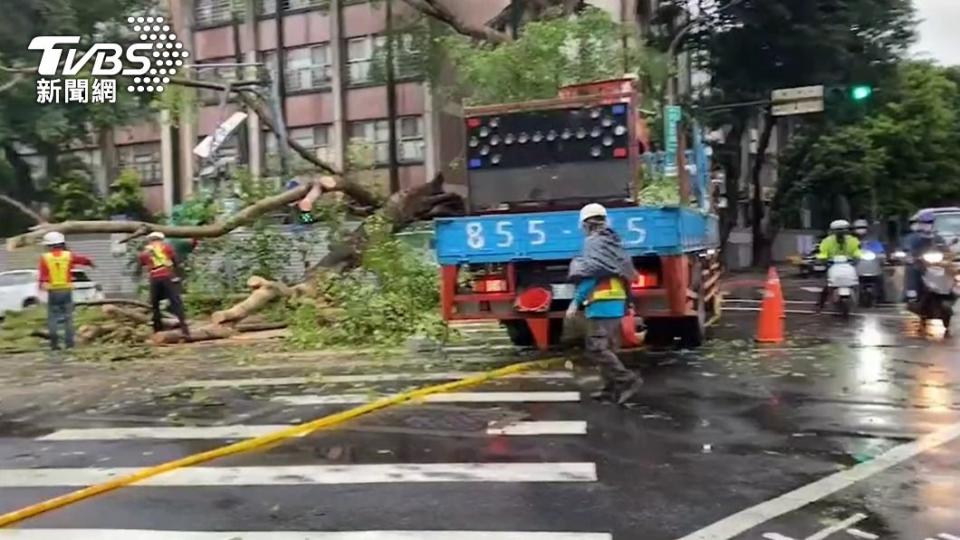 20公尺高的路樹疑不堪風雨倒塌，現場拉起封鎖線。（圖／TVBS）