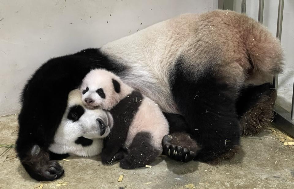 The male giant panda cub at River Wonders sharing a moment with mother Jia Jia, as he approaches his 100th day. The photo was taken on Day 82 (3 November). (PHOTO: Mandai Wildlife Group)