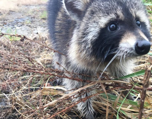 Die schwarz-weißen Tierchen hatten vergorene Früchte gefressen. (Bild: Facebook/Milton Police Department)