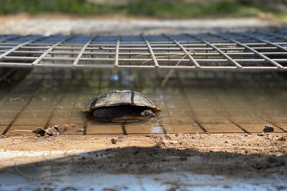 A turtle using one of the bathtub-style tunnels.