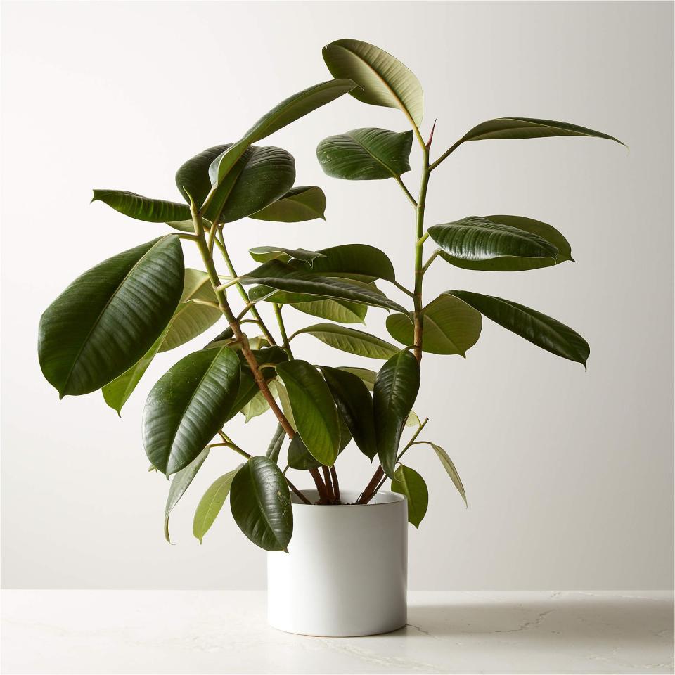 4) Rubber Plant