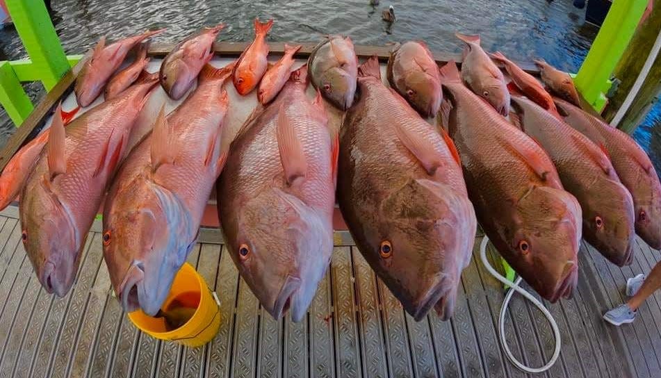 Mutton snapper from the Safari I on Aug. 15, 2022.