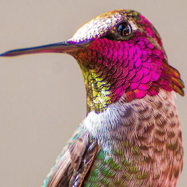 La artista y su obra. La cantante y fotógrafa Tracy Johnson no solo es admirada por su música en Estados Unidos. También los pequeños colibríes que se posan en su jardín la encuentran irresistible.