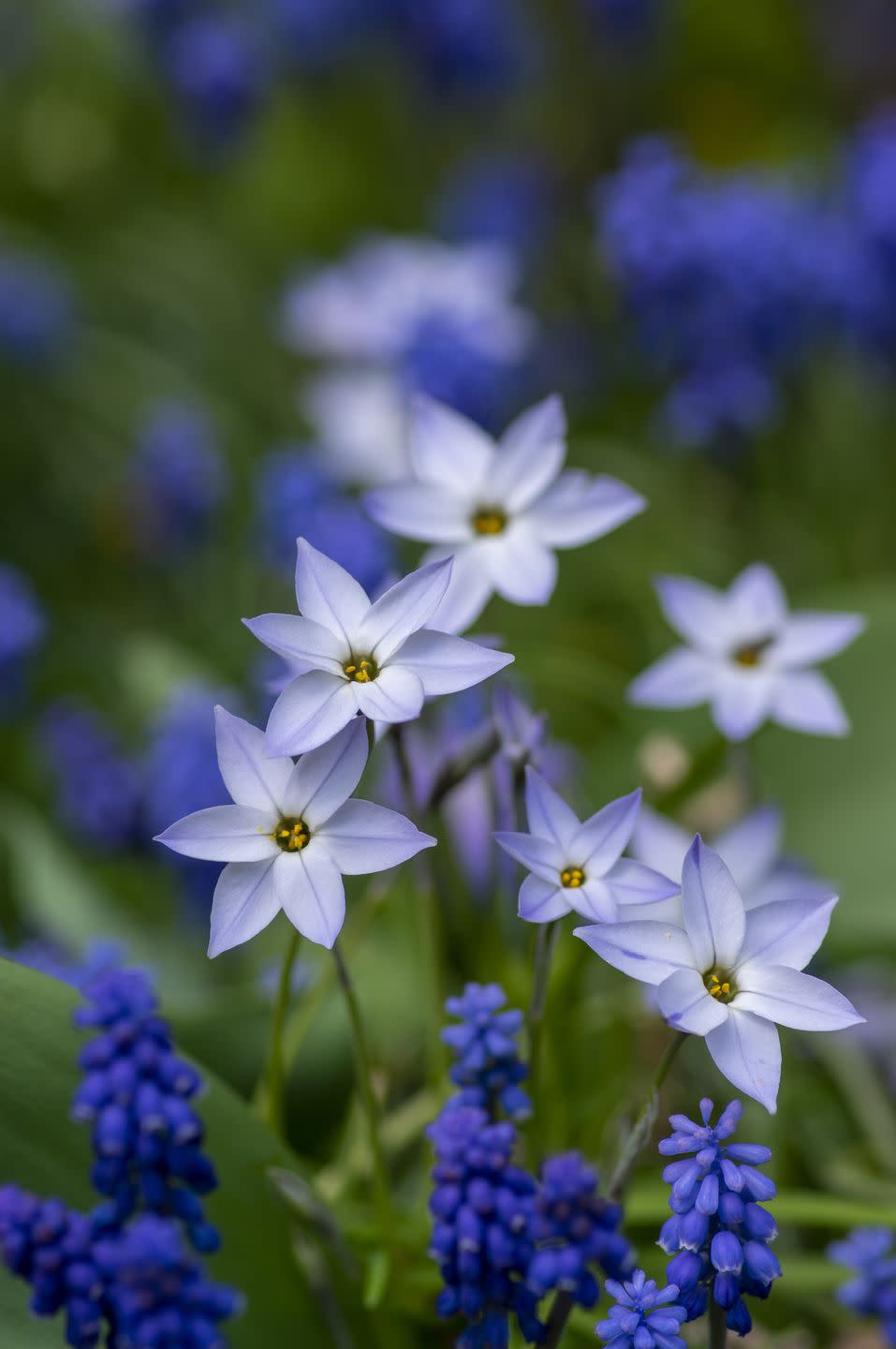 ipheion uniflorum wisley blue spring starflower flowers in bloom, small light bulbous springtime flowering plant