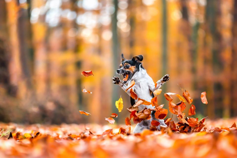 A dog jumps through fall leaves, an ecstatic look on its face.