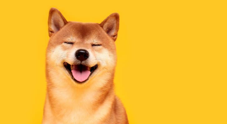 A smiling Shiba Inu dog in front of a bright yellow background.