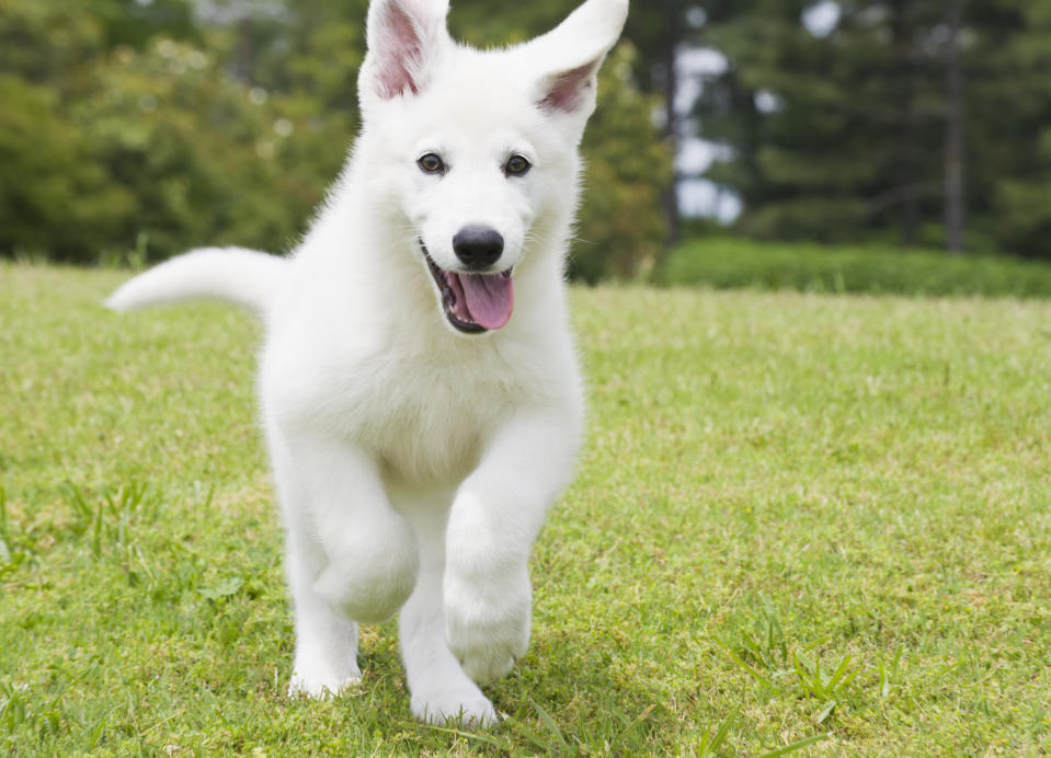 "Can I get a treat just for being cute?" (Photo: Getty)