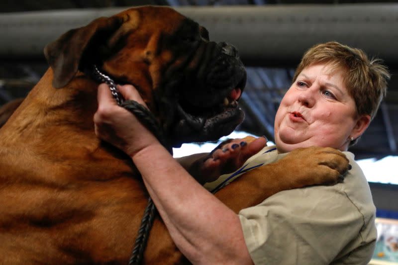 Sherry Boldt junto a su bullmastiff Marshall en el evento Meet the Breeds previo al 143º Westminster Kennel Club Dog Show celebrado en Nueva York el 9 de febrero de 2019 (Foto: Andrew Kelly / Reuters).