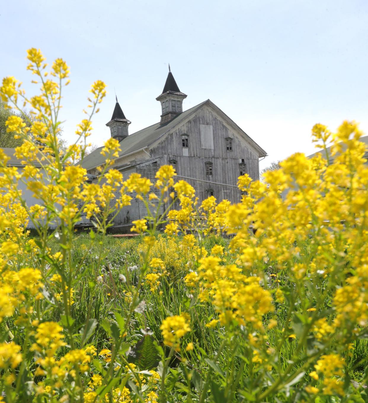 The iconic Brookshire Stables barn is pictured Tuesday on Tallmadge Road in Brimfield.