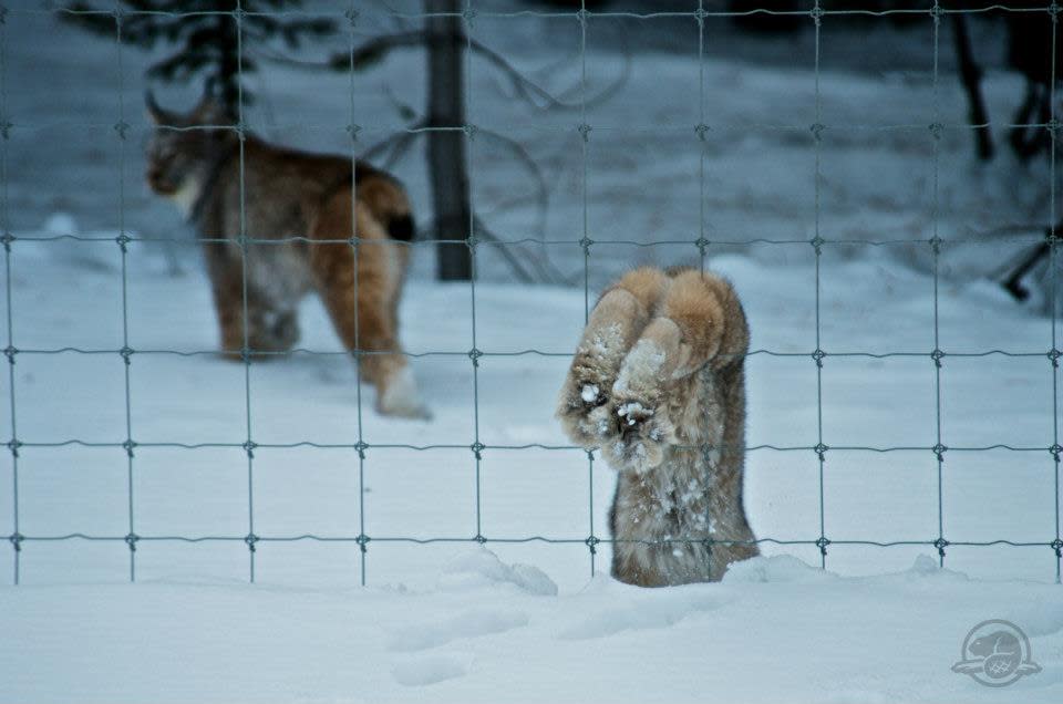 Parks Canada employee Alex Taylor snapped this photo when visitors to Banff National Park that a mother lynx and her kitten were attempting to cross the Trans-Canada Highway.