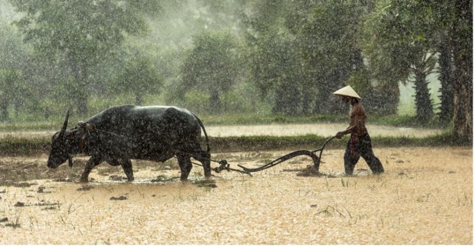 驚蟄這天打雷，農民朋友也將忙碌起來。（示意圖／Pixabay）